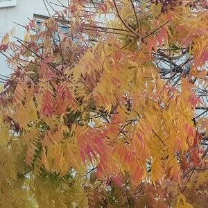 Meet your Posher, Rey